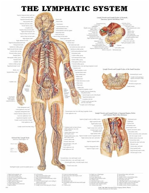 Anatomical Chart Poster - Diamond Athletic