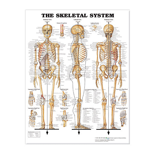 Anatomical Chart Giant Posters - Diamond Athletic